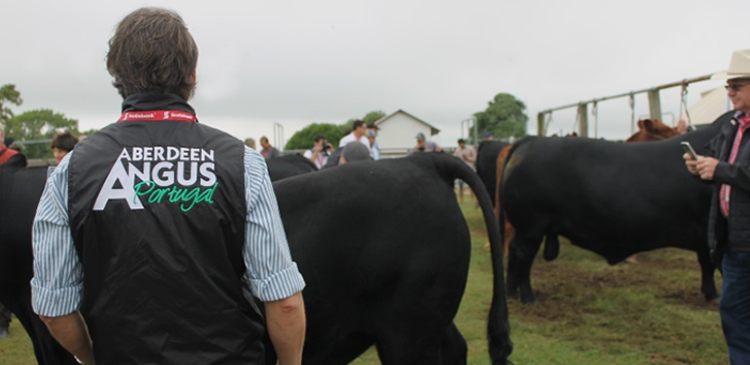 World-Angus-Secretariat